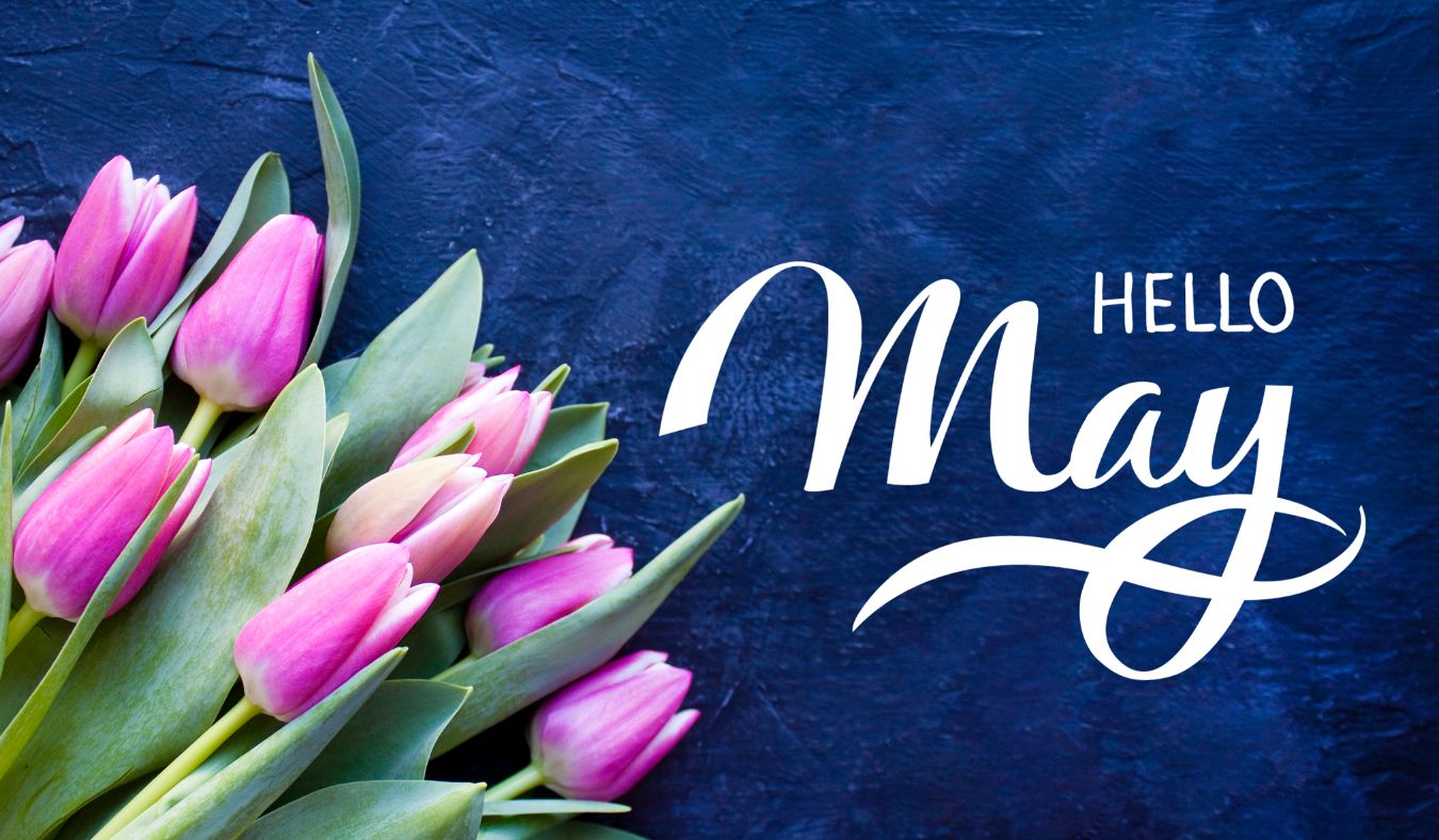 may hello may tulips