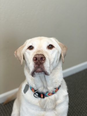 Henry Lab