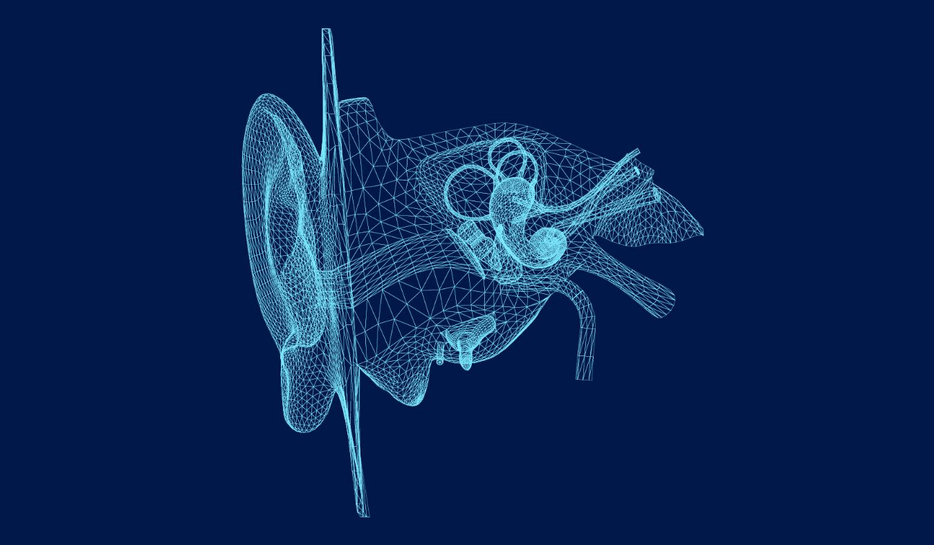 ears 3d outer inner ear model