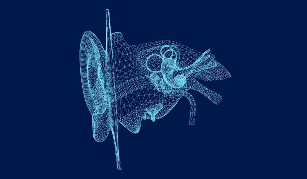 ears 3d outer inner ear model