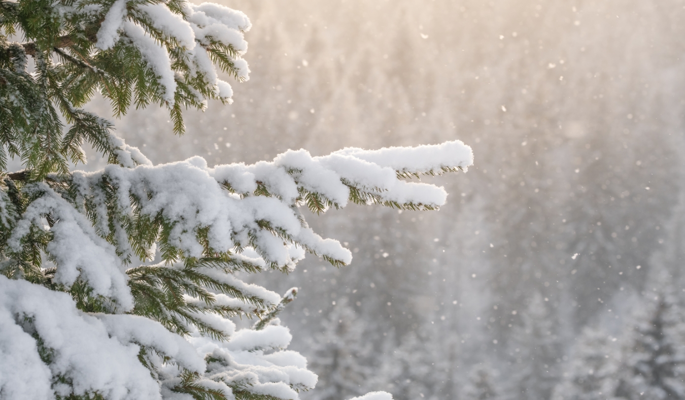 snow on branches of pine tree