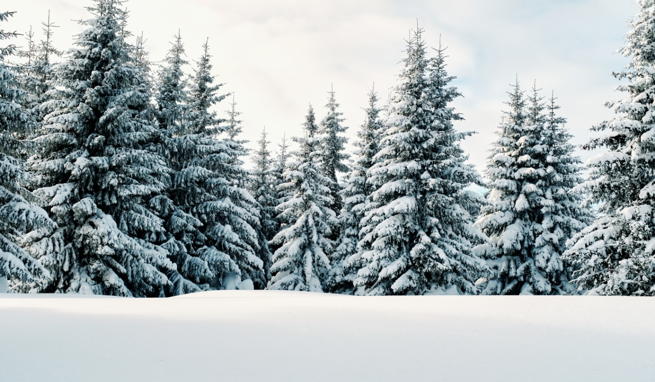 trees filled with snow landscape