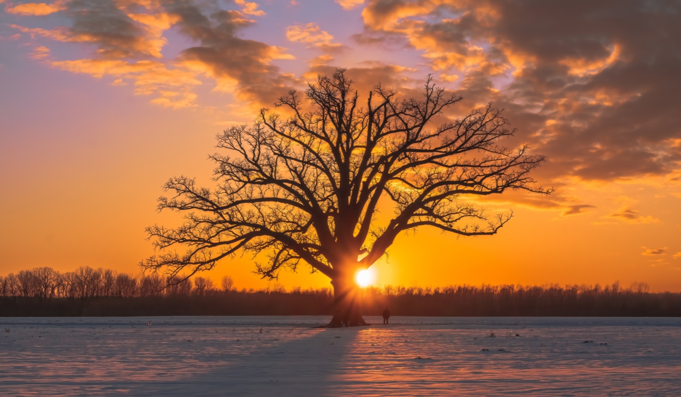 winter tree at sunset