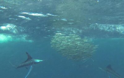 On the Chew: Fishing a Hatteras 68