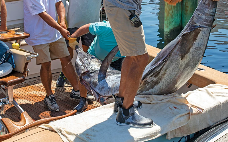 Crew members haul a large marlin aboard at the Big Rock Blue Marlin Tournament weigh-in dock