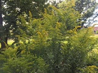 Fall allergies will soon return with start of new season