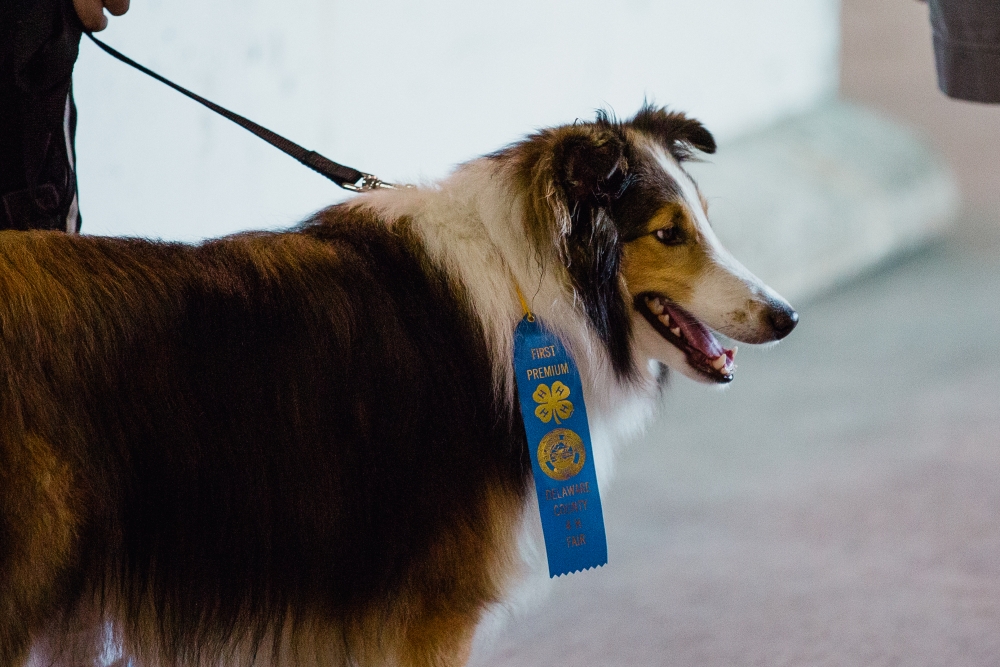 Delaware County Fair hosts 4H Dog Show Ball State Daily