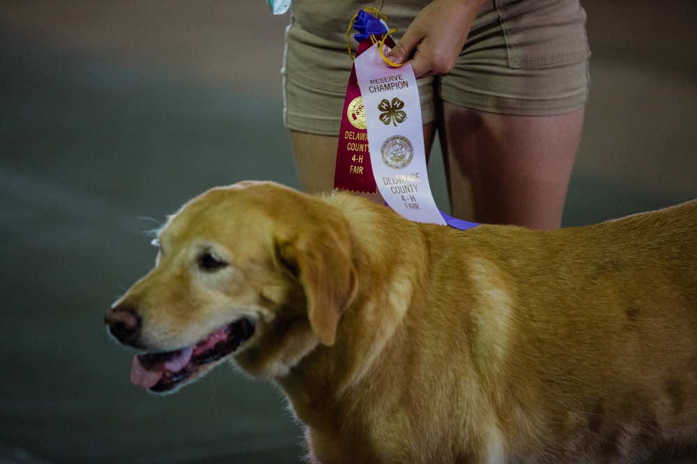 Delaware County Fair hosts 4H Dog Show Ball State Daily
