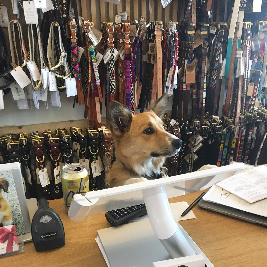 bruno's dog and cat boutique