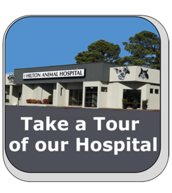 Hilton Animal Hospital Home