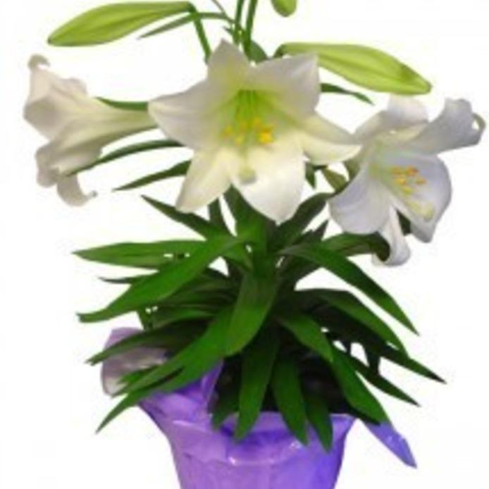 Central Where You're Family EASTER LILY ORDER FORM