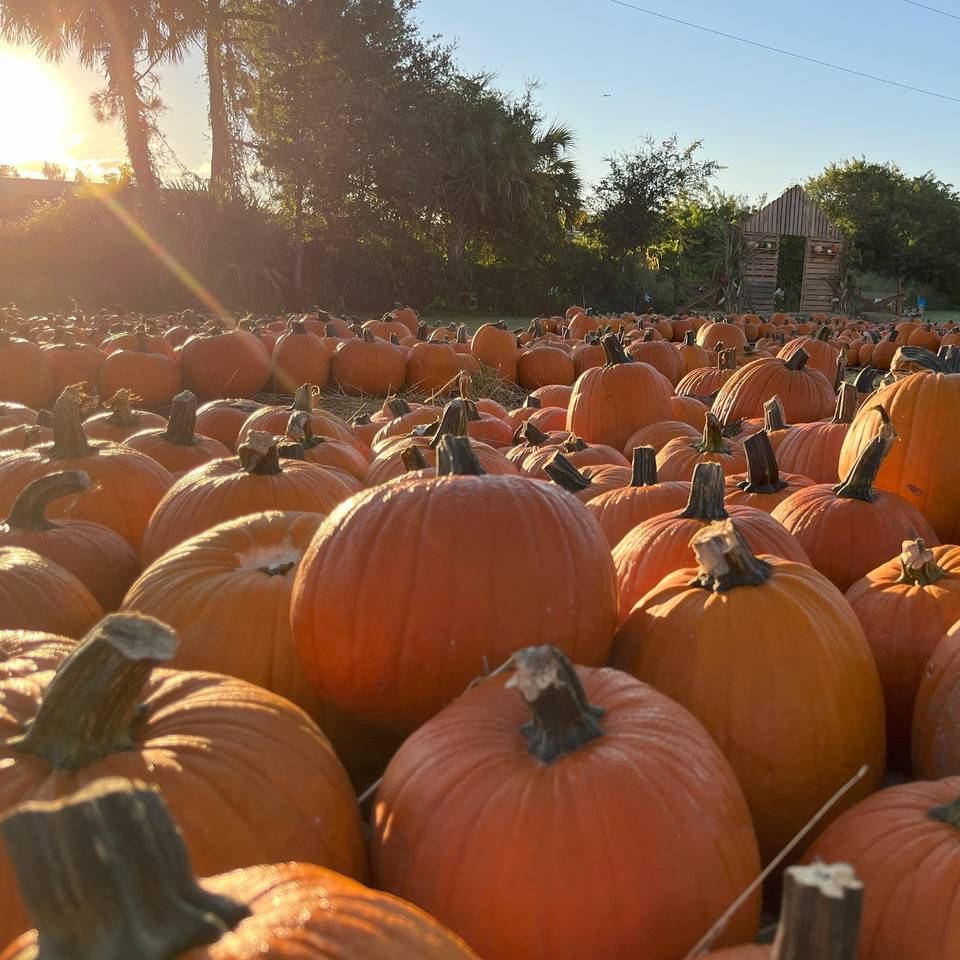 Wesley UMC PUMPKIN PATCH