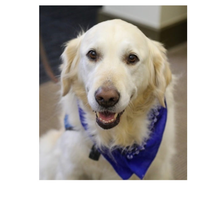 Atonement Lutheran Church and Preschool Comfort Dog Ministry