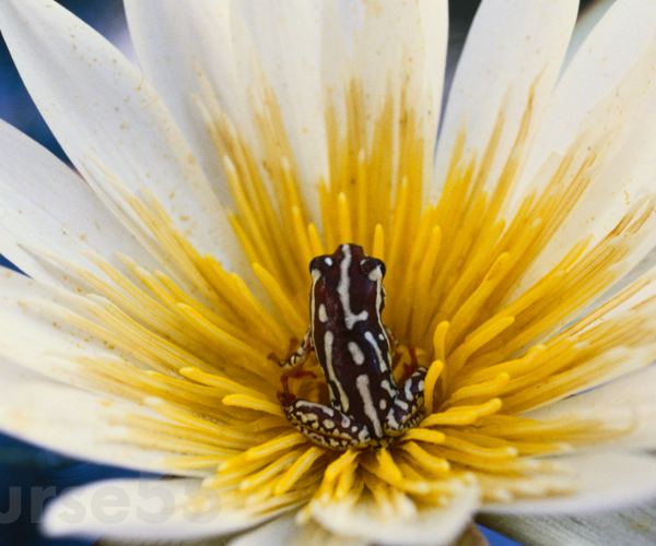 the-art-of-seeing-macro-techniques-for-flowers-and-plants-by-frans-lanting-free-download