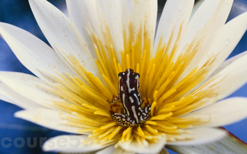 the-art-of-seeing-macro-techniques-for-flowers-and-plants-by-frans-lanting-free-download