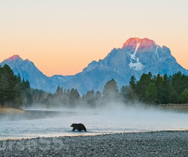 the-art-of-wildlife-photography-by-tom-mangelsen-free-download