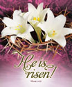 Premium Easter Bulletin: He Is Risen
