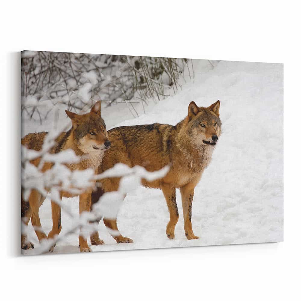2 Brown Wolves In The Snow Canvas Print
