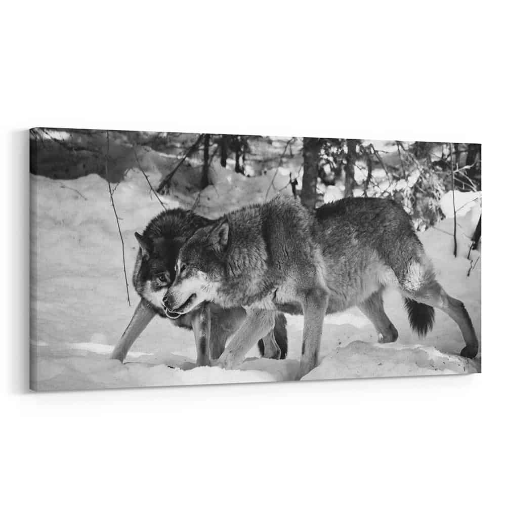 2 Wolves Hunting In Winter Canvas Wall Art