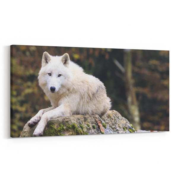 Arctic Wolf Canvas Wall Art