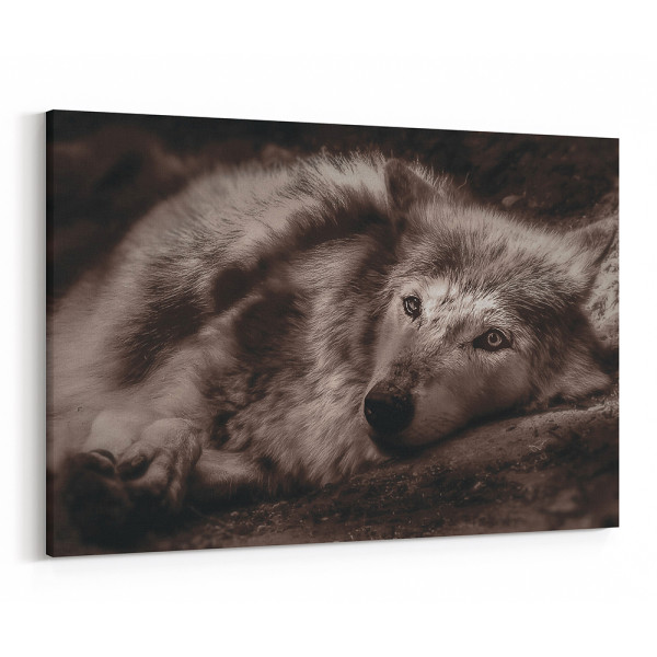 Gray Wolf Lying Down - Sepia Canvas Wall Art