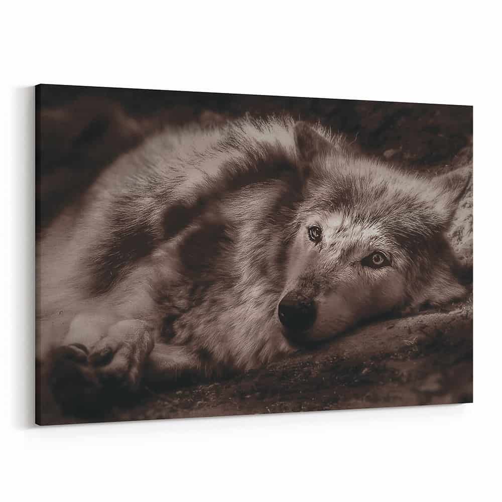 Gray Wolf Lying Down – Sepia Canvas Wall Art