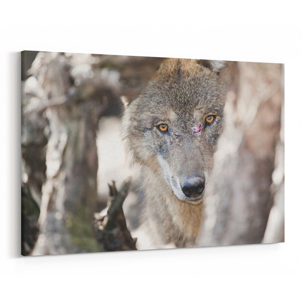 Gray Wolf Stalking Its Prey Canvas Wall Art