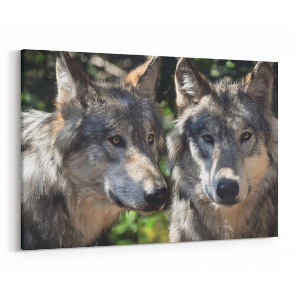 Gray Wolves Close Up Canvas Wall Art
