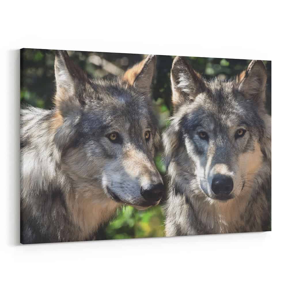 Gray Wolves Close Up Canvas Wall Art