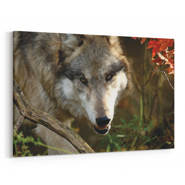 The Stare Of The Wolf Canvas Wall Art