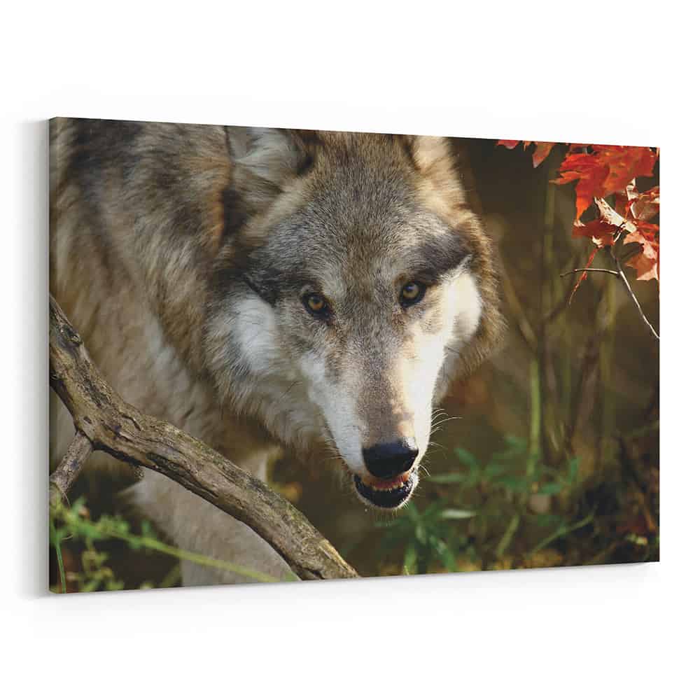 The Stare Of The Wolf Canvas Wall Art