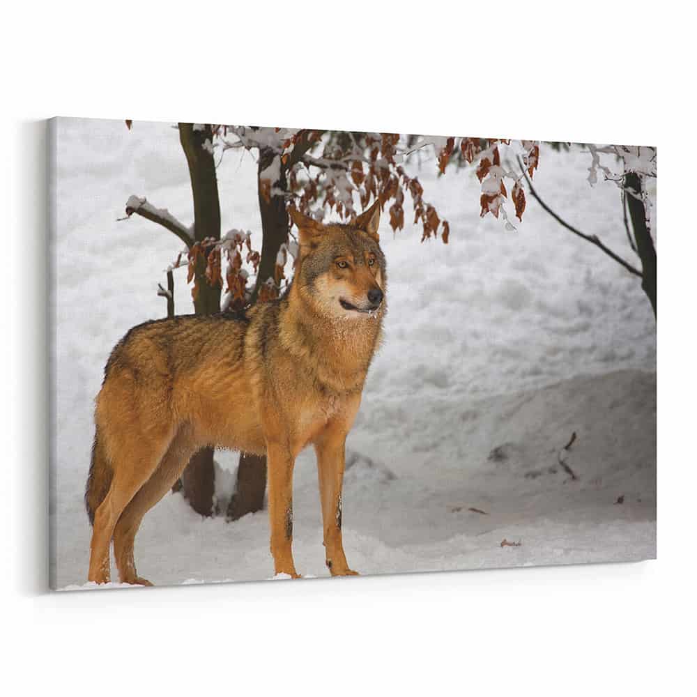 Wolf In The Winter Woods Canvas Wall Art