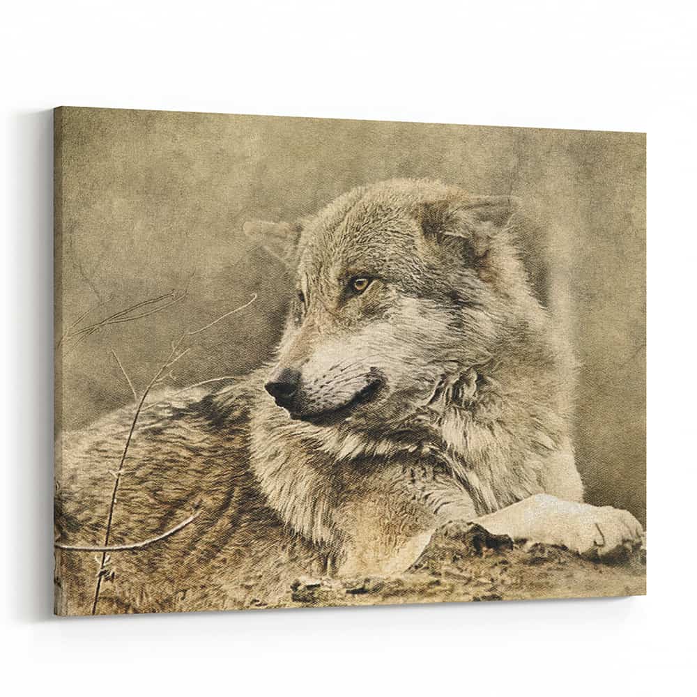 Wolf Lying Down In Forest – Sepia Canvas Wall Art
