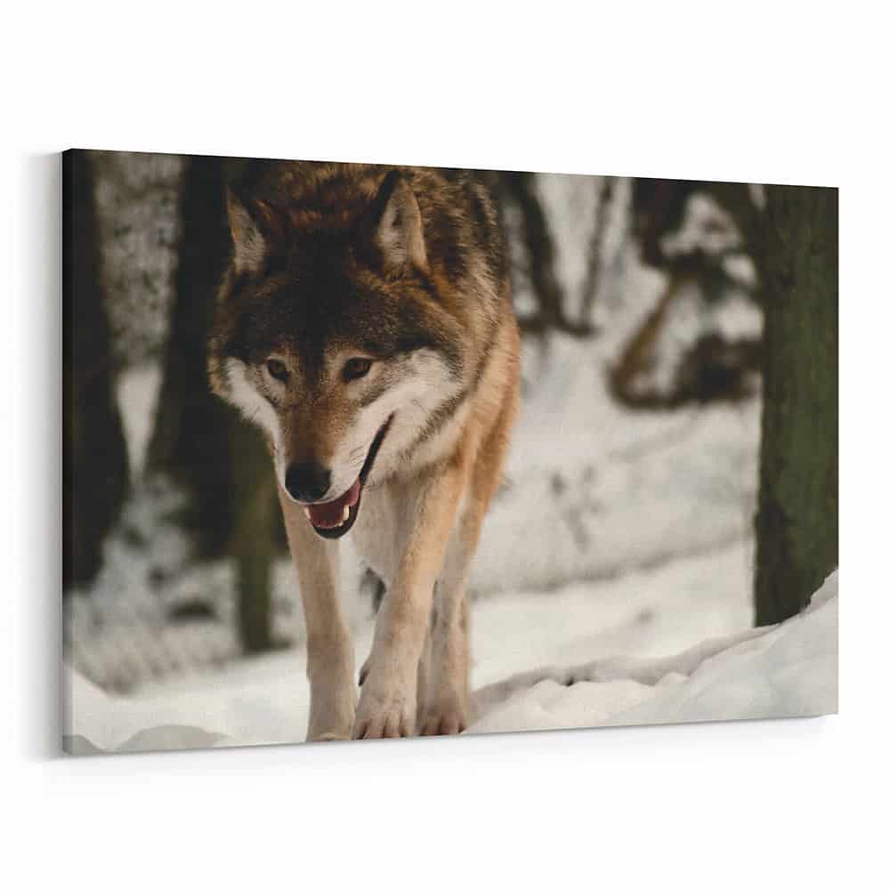 Wolf Stalking Prey In The Winter Woods Canvas Wall Art