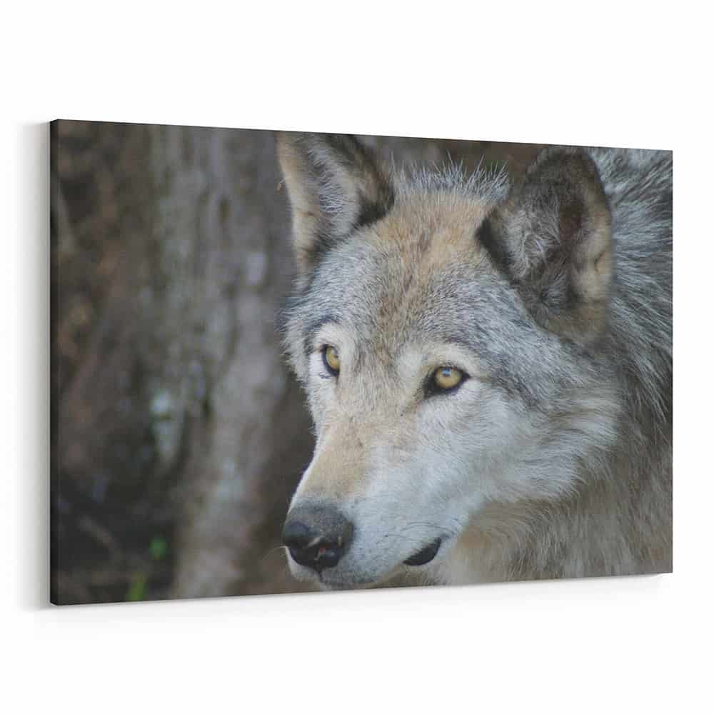 Wolf With Yellow Eyes – Close Up Canvas Wall Art