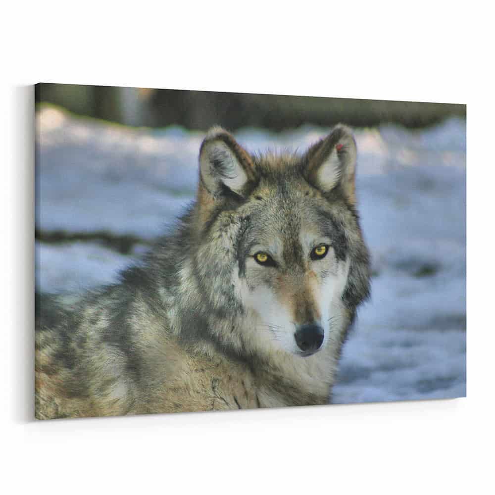 Yellow-Eyed Wolf Close Up Canvas Wall Art