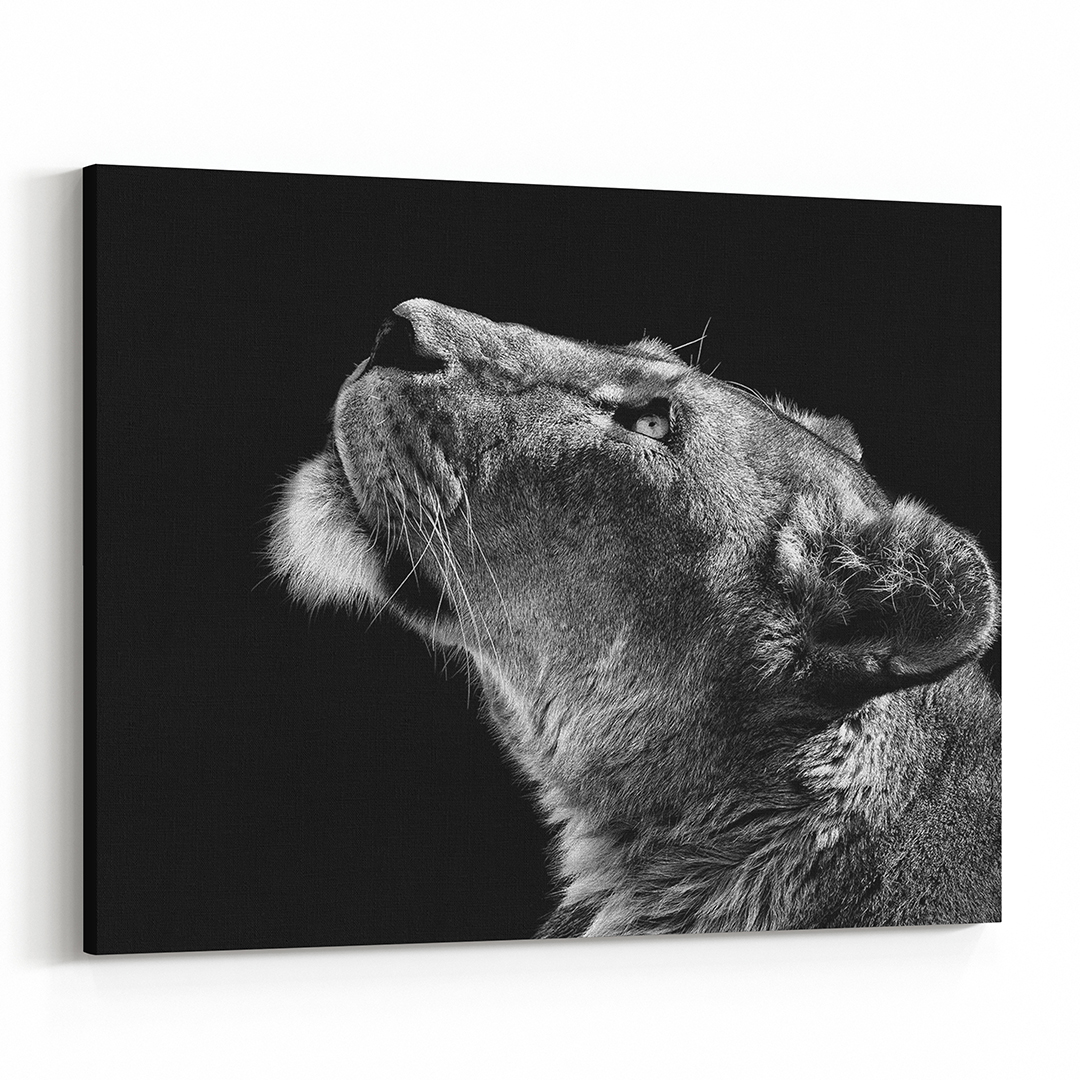 Lion Looking Skyward Canvas Print