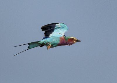 Lilac Breasted Roller