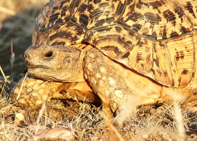 Leopard Tortoise