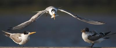 Crested Tern