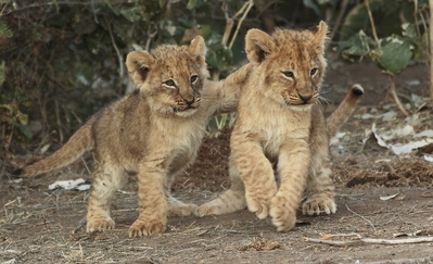 Lion cubs
