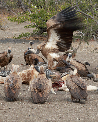 Feeding frenzy - jackals and vultures