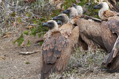 Vultures waiting... their turn