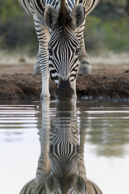 By Still Waters....