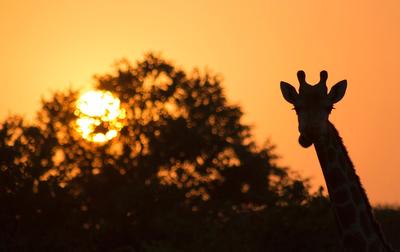 Sunset Silhouette 2