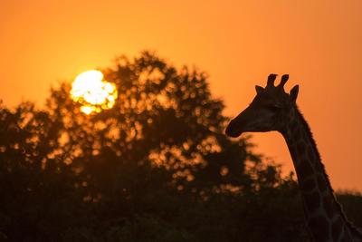 Sunset Silhouette 1
