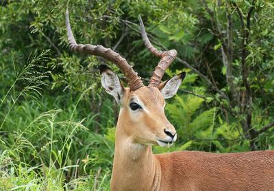 Impala