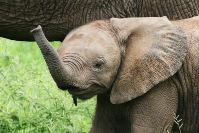 Baby Ellie
