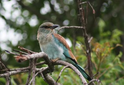 European Roller