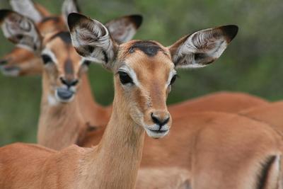 Young Impala